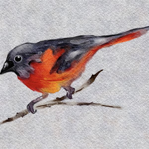 Baltimore oriole - watercolour painting in Procreate