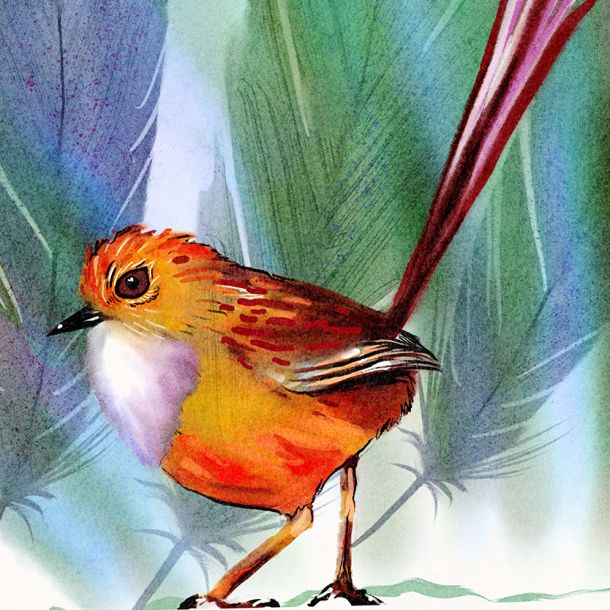 Illustration - Cockatoo