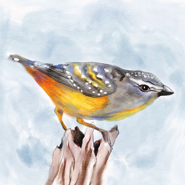 Spotted pardalote - watercolour painting in Procreate