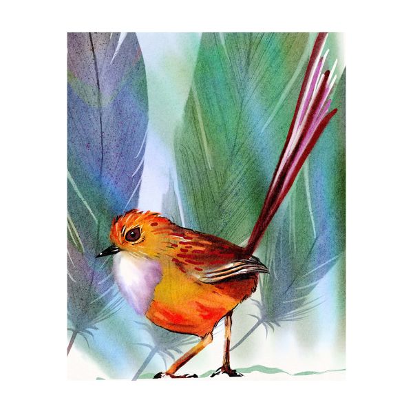 Southern emu wren - watercolour painting in Procreate